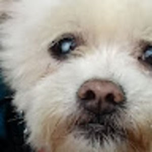 Meet your Posher, Dee